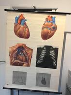 Hart schoolplaat op linnen 2053/1en, Antiek en Kunst, Antiek | Schoolplaten, Ophalen, Natuur en Biologie