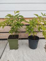 Pioenroos plant roze, Tuin en Terras, Planten | Tuinplanten, Vaste plant, Halfschaduw, Zomer, Ophalen