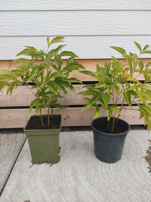 Pioenroos plant roze, Tuin en Terras, Planten | Tuinplanten, Vaste plant, Overige soorten, Halfschaduw, Zomer, Ophalen