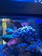 Vijlvis, Dieren en Toebehoren, Vissen | Aquariumvissen, Vis