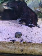 Grote garnaal, Dieren en Toebehoren, Vissen | Aquariumvissen, Kreeft, Krab of Garnaal