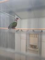 Groenvleugel doffer geringd 22, Dieren en Toebehoren, Vogels | Duiven
