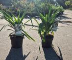 Agapanthus africanus 'Albus', Ophalen, Overige soorten, Volle zon