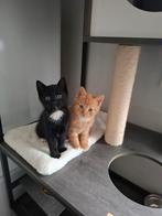 Boerderij kittens ., Dieren en Toebehoren, Kater, Ontwormd, 0 tot 2 jaar