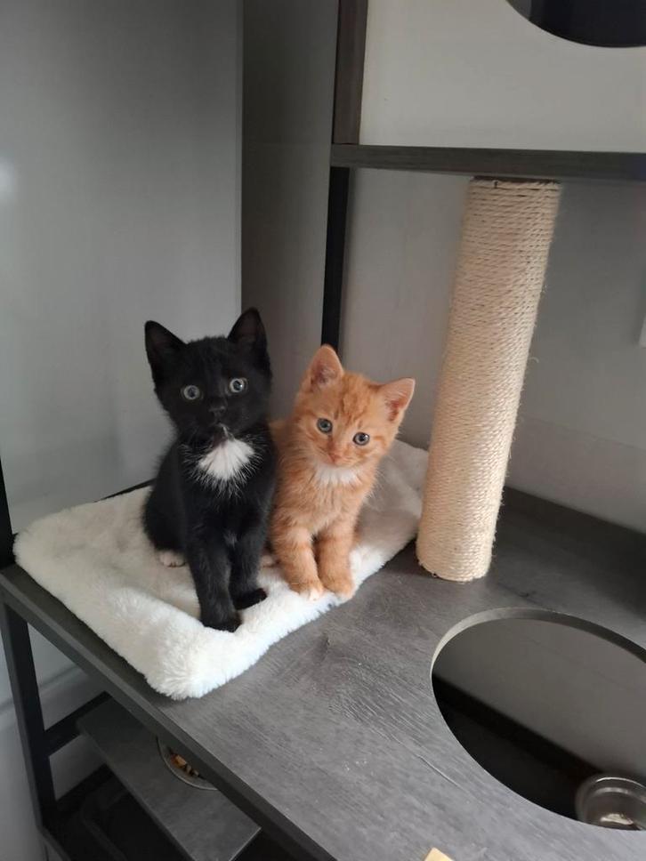 Boerderij kittens ., Dieren en Toebehoren, Katten en Kittens | Raskatten | Korthaar, Kater, 0 tot 2 jaar, Ontwormd