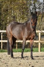 Leuke allround pony, Voorlopig Keur merrie, Dieren en Toebehoren, Merrie, Dressuurpony, Zadelmak, 7 tot 10 jaar