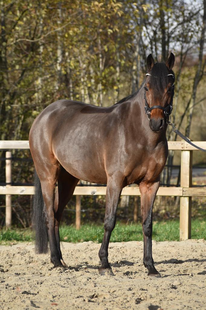 Leuke allround pony, Voorlopig Keur merrie, Dieren en Toebehoren, Pony's, Merrie, Zadelmak, D pony (1.37m tot 1.48m), Dressuurpony