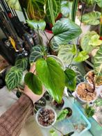 Homalomena rubescens variegata, Huis en Inrichting, Kamerplanten, Ophalen of Verzenden