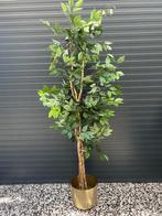 Kunstficus benjamina kunstplant, Ophalen, Overige soorten, 200 cm of meer