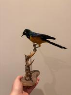 Opgezette Koningsglansspreeuw Taxidermi, Ophalen of Verzenden