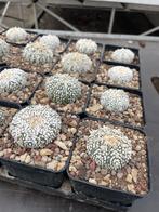 Cactus Astrophytum Super Kabuto potmaat 7,5 cm, Ophalen of Verzenden, Minder dan 100 cm, Bloeiende kamerplant, Volle zon