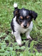 Jack russel pup GERESERVEERD, Dieren en Toebehoren, Honden | Jack Russells en Terriërs, Jack Russell Terriër, 8 tot 15 weken, Meerdere