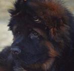 Pups v Diego langstokhaar met  FCI STAMBOOM, Dieren en Toebehoren, Honden | Herdershonden en Veedrijvers, Rabiës (hondsdolheid)