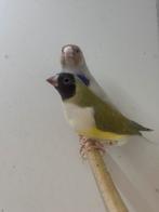 Gouldamadine, Dieren en Toebehoren, Vogels | Overige Vogels, Meerdere dieren, Tropenvogel