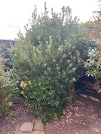 Grote struik, Tuin en Terras, Planten | Bomen, Ophalen of Verzenden, Volle zon, Overige soorten