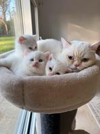 Britse korthaar kittens, Dieren en Toebehoren, Katten en Kittens | Overige Katten, Meerdere dieren, Kortharig, 0 tot 2 jaar