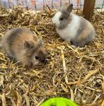 Lieve jonge leeuwenkop dwergkonijnen zoeken een huisje, Dieren en Toebehoren, Meerdere dieren, Dwerg, 0 tot 2 jaar