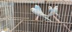 Regenboog parkieten, Meerdere dieren, Geringd