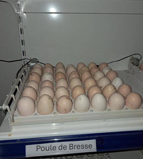 broedeieren poule de bresse`- bevruchting 85 a 90%, Dieren en Toebehoren, Pluimvee, Kip, Geslacht onbekend