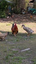 4 haantjes zoeken goed thuis!, Meerdere dieren, Kip