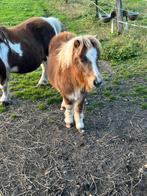 Shetlander hengstveulen vosbont, Dieren en Toebehoren, Pony's, Niet van toepassing, 0 tot 2 jaar, Hengst, A pony (tot 1.17m)