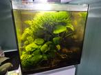 2 Aquariums Qubic 60 pro met inhoud, Dieren en Toebehoren, Vissen | Aquaria en Toebehoren, Ophalen