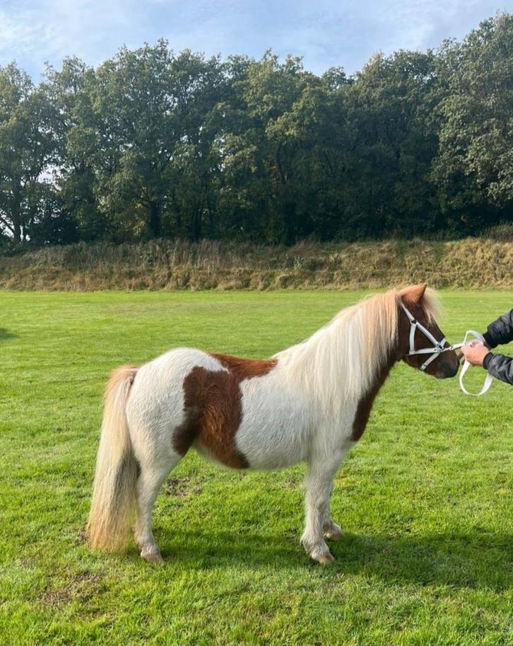 Nsps Shetlander, Dieren en Toebehoren, Paarden en Pony's | Dekhengsten en Fokmerries, Merrie