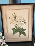 Pierre Joseph Redoute stippelgravure Rosa Noisettiana, Antiek en Kunst, Ophalen