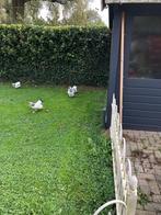 Pluimvee, Dieren en Toebehoren, Mannelijk, Kip