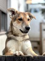 GEORGIA, VROLIJK, MENSGERICHT, LIEF JONG TEEFJE WACHT OP U, Particulier, 1 tot 2 jaar, Buitenland, Teef