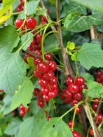 Bessenstruiken in verschillende soorten!, Tuin en Terras, Ophalen of Verzenden, Overige soorten, Struik, Minder dan 100 cm