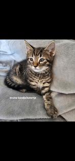 Super lieve kittens mogen nestje verlaten, Dieren en Toebehoren, Katten en Kittens | Dekkaters
