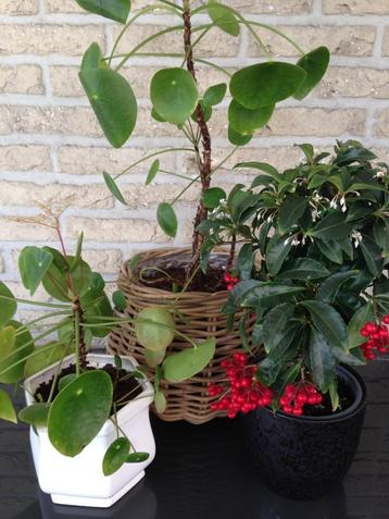 🍀3 Kamerplanten, 2 PANNENKOEK & ARDISIA Rodebessen plant. beschikbaar voor biedingen