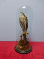 Antieke vogel onder glazen stolp 19e eeuw., Ophalen, Gebruikt, Vogel, Opgezet dier