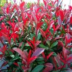 Photinia Carré Rouge glansmispel potgekweekt, Tuin en Terras, Ophalen of Verzenden, Overige soorten, Haag, Minder dan 100 cm