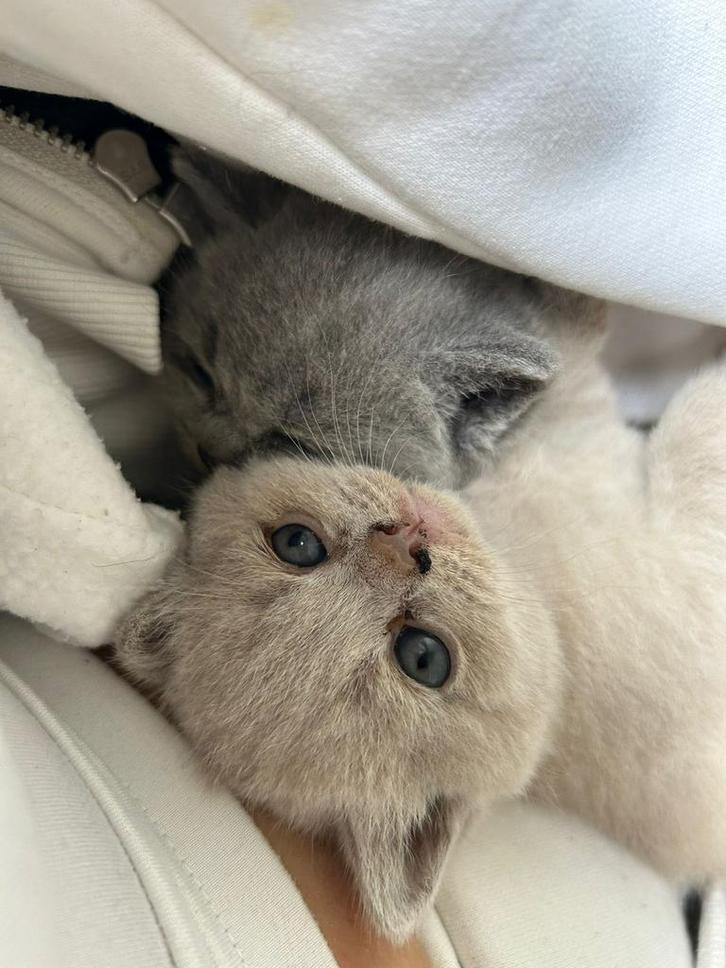 Kittens britsekorthaar, Dieren en Toebehoren, Katten en Kittens | Raskatten | Korthaar, Meerdere dieren, 0 tot 2 jaar