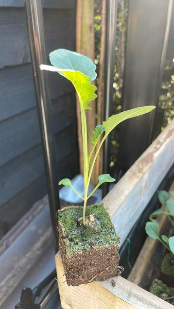 Palmkool planten beschikbaar voor biedingen