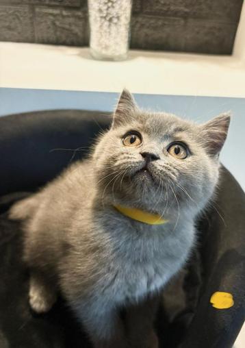🐾 Britse korthaar kitten opzoek naar een thuisje🐾 beschikbaar voor biedingen