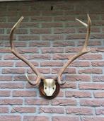 Mooi Edelhert Gewei Jacht Op houten schild Mancave Jagen c58, Ophalen, Hert, Gewei of Kop