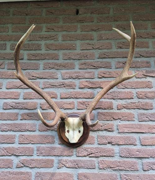 Mooi Edelhert Gewei Jacht Op houten schild Mancave Jagen c58, Verzamelen, Dierenverzamelingen, Gewei of Kop, Hert, Ophalen