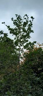 Zwarte Els ~ Alnus Glutinosa ~ zo'n 7 meter, Ophalen, Volle zon, Overige soorten, 400 cm of meer