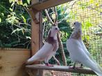 4 prachtig Perzische/Iraanse duiven hoogvliegers Toghi Soror, Dieren en Toebehoren, Vogels | Duiven, Meerdere dieren, Tuimelaar of Roller
