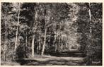 Ermelo, Bospad  128769, Ophalen of Verzenden, 1940 tot 1960, Ongelopen, Gelderland