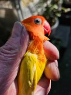 Mooie gele zwartoog fisheri  25euro, Dieren en Toebehoren, Vogels | Parkieten en Papegaaien, Meerdere dieren, Dwergpapegaai of Agapornis