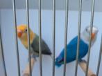 Fischeri, Dieren en Toebehoren, Vogels | Parkieten en Papegaaien, Mannelijk, Dwergpapegaai of Agapornis
