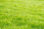 TE HUUR   klein weilandje  grasland 5000 vierkante meter, Ophalen of Verzenden, Zo goed als nieuw, 20 m² of meer, Gras