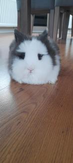 Fluffy rammetje 3 jaar oud, Dieren en Toebehoren, Mannelijk, Dwerg, 3 tot 5 jaar