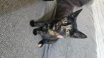 Kitten te koop, Poes, Ontwormd, 0 tot 2 jaar
