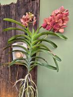 Orchidee Vanda Leopard Coral Motherplant XL (2)