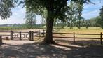Permanente weidegang Stichtse Vecht - priveterrein, Weidegang, 2 of 3 paarden of pony's
